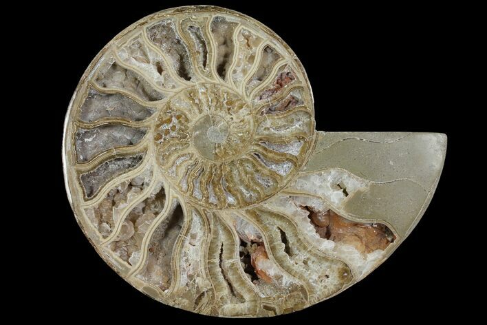 Choffaticeras (Daisy Flower) Ammonite Half - Madagascar #111323